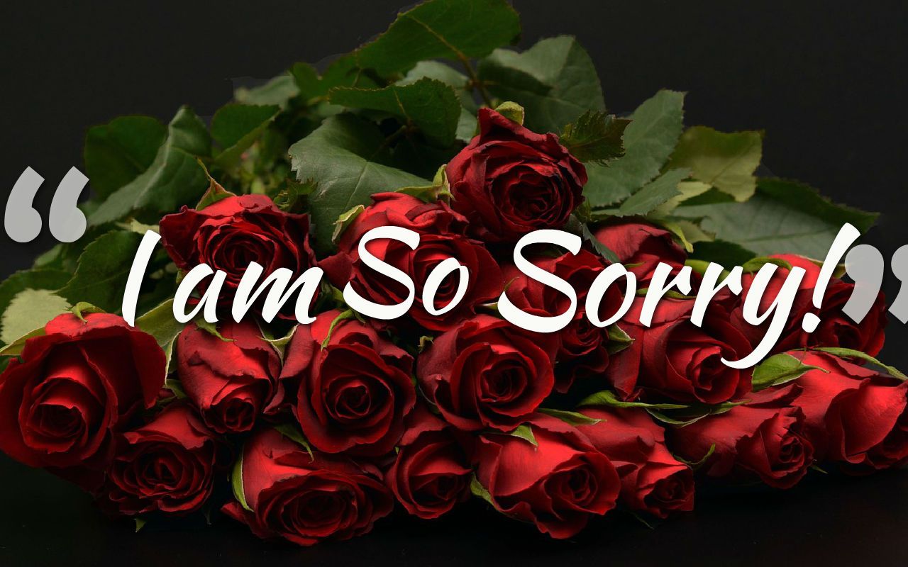 sorry wallpaper for whatsapp,red,flower,garden roses,bouquet,rose