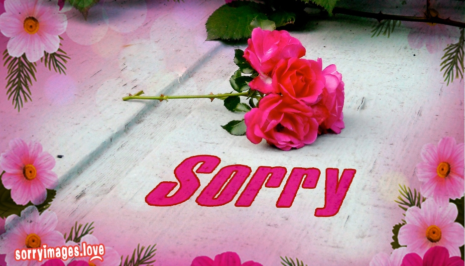 sorry wallpaper for whatsapp,pink,text,font,flower,petal