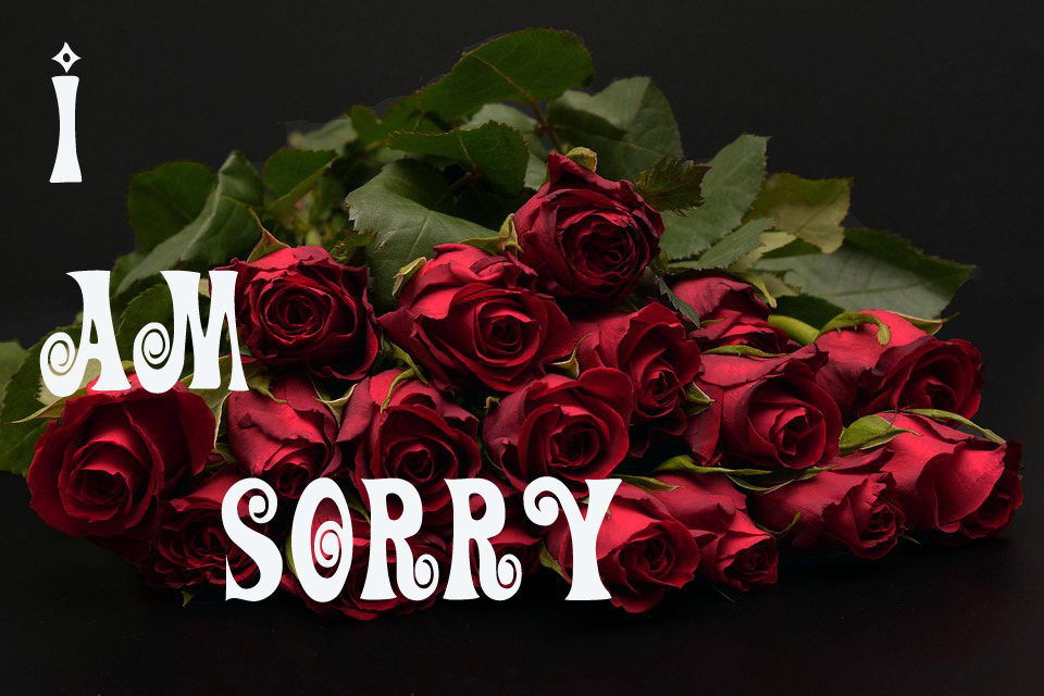 sorry wallpaper for whatsapp,garden roses,flower,rose,red,bouquet