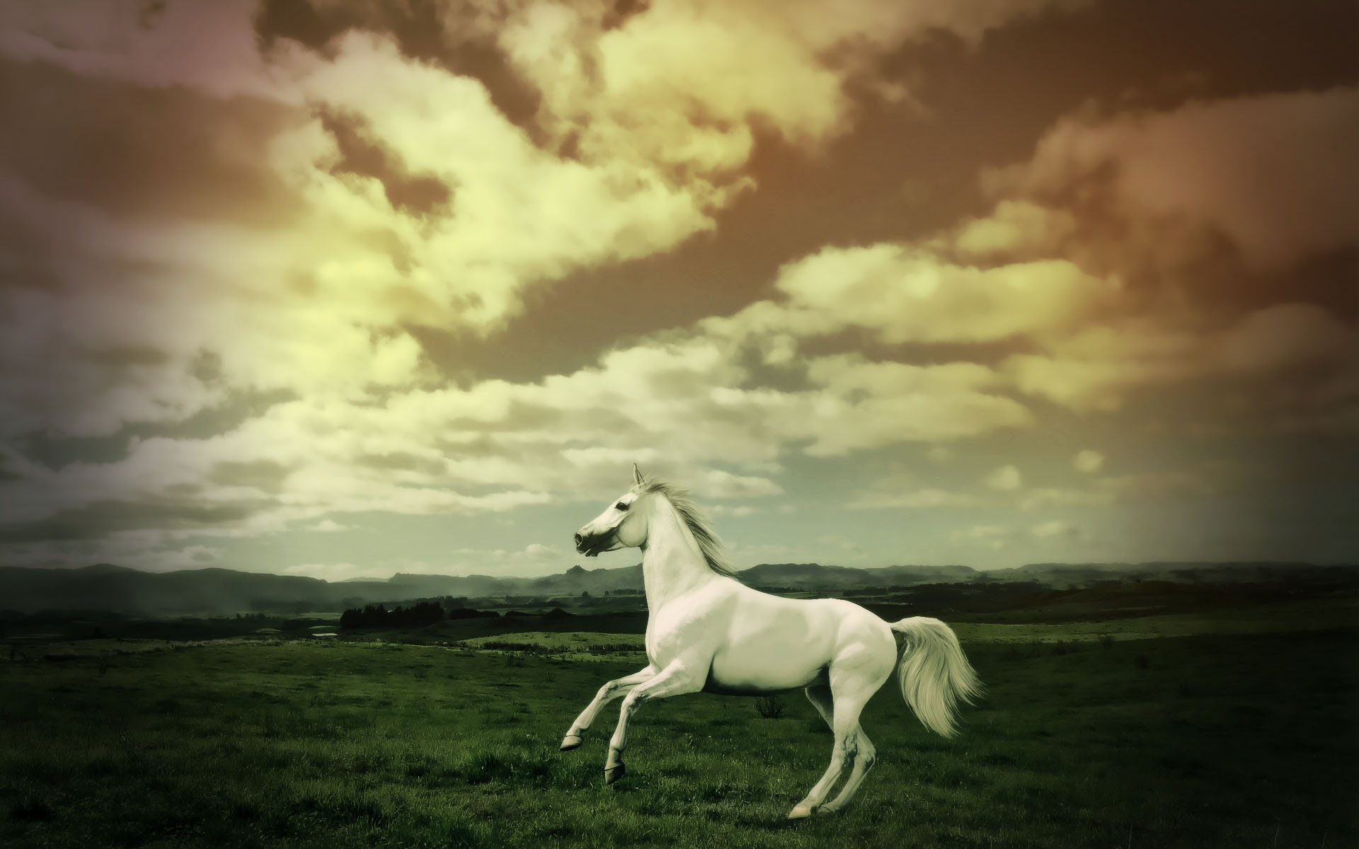 running clock wallpaper for desktop,sky,horse,white,nature,photograph