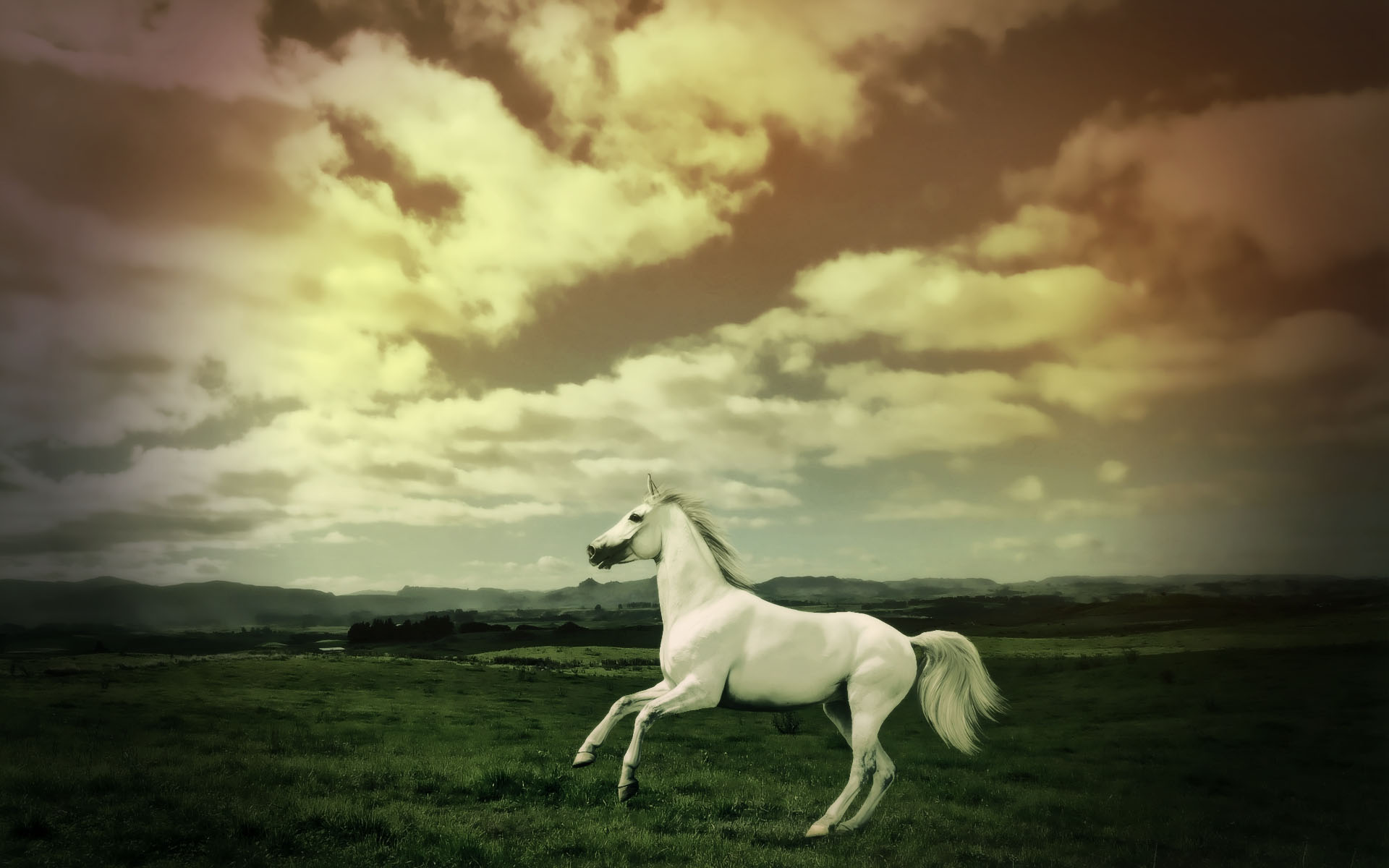 fond d'écran d'horloge en cours d'exécution pour le bureau,ciel,cheval,blanc,la nature,photographier