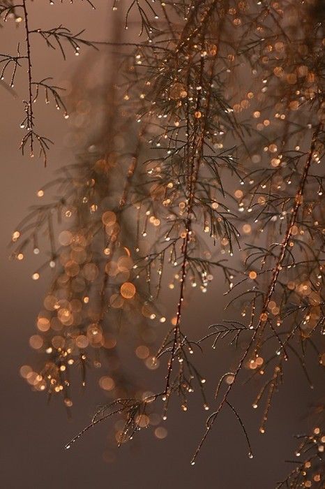 scusa nome carta da parati,natura,ramoscello,albero,acqua,luce del sole