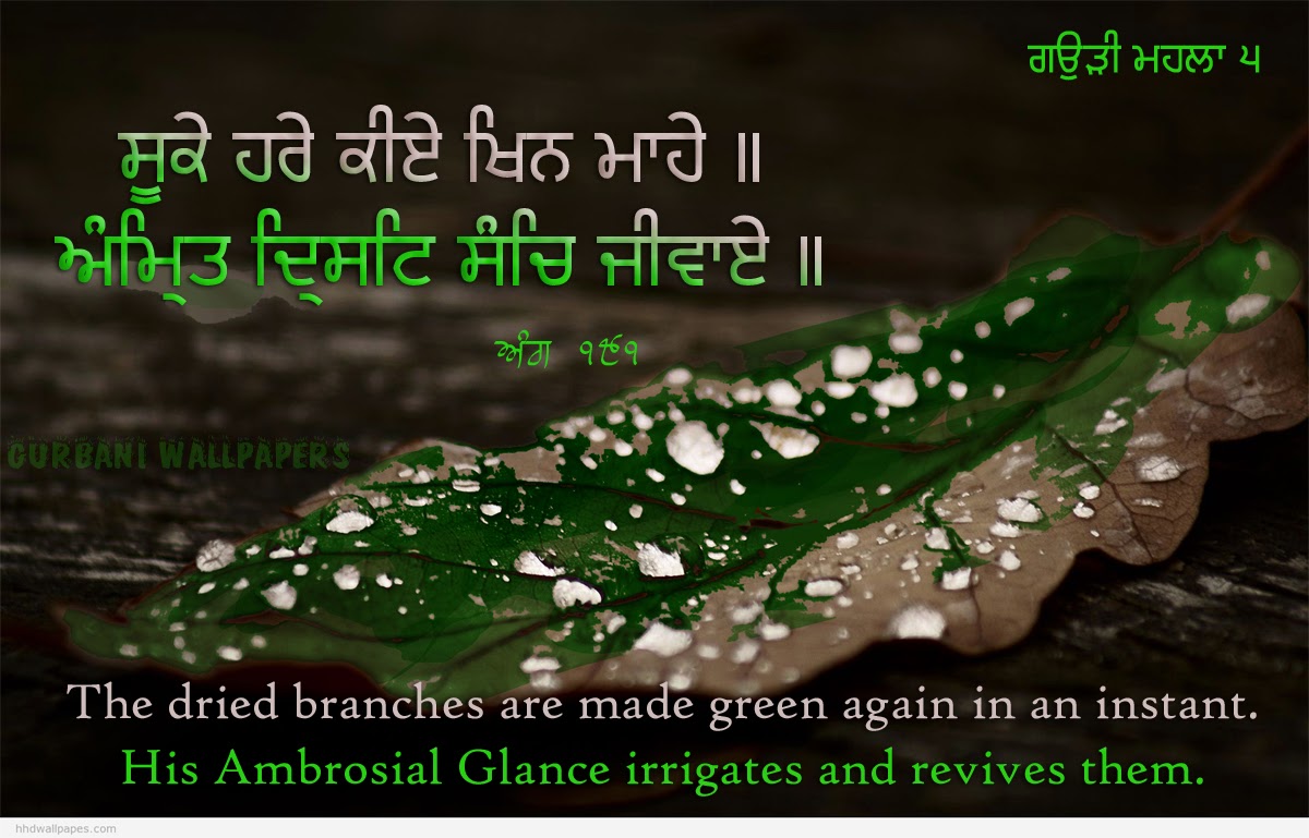 wallpaper of gurbani lines,nature,water,leaf,dew,organism