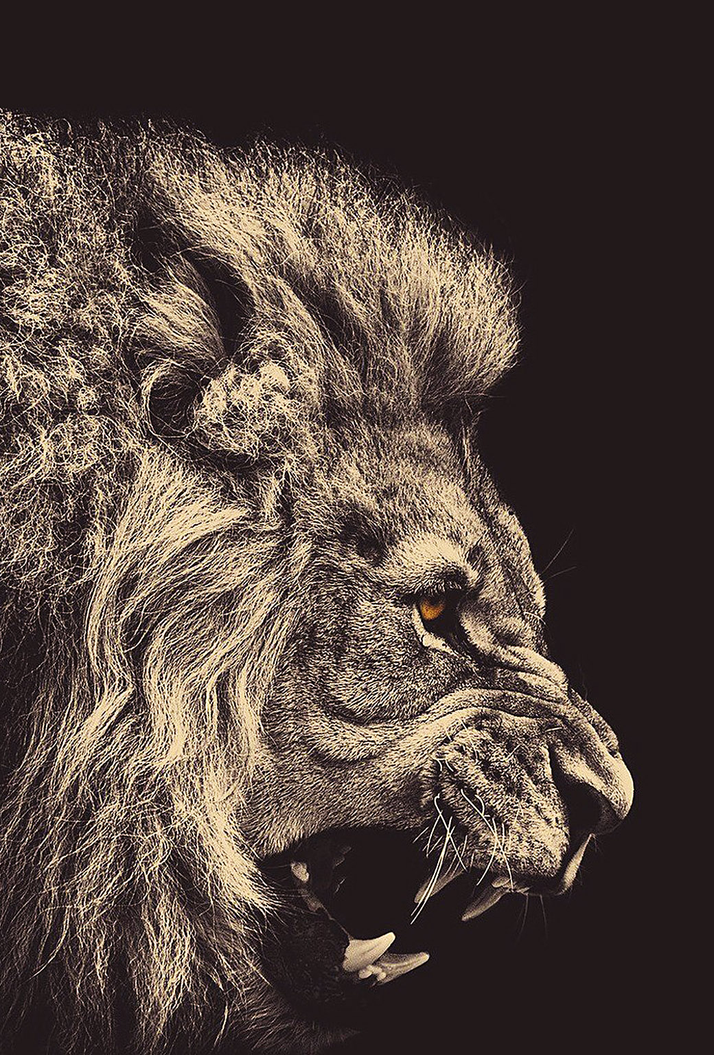lion phone wallpaper,lion,felidae,roar,big cats,wildlife