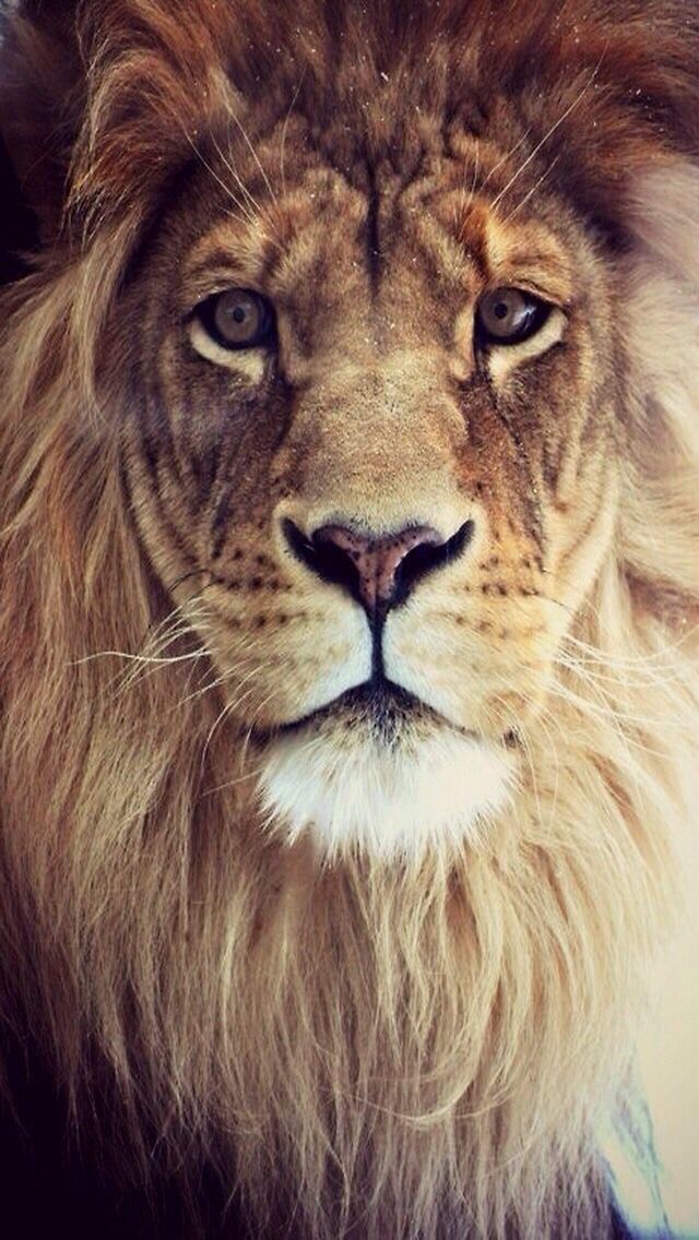 lion phone wallpaper,mammal,lion,vertebrate,wildlife,hair