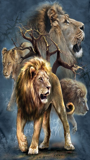 carta da parati leone telefono,leone,leone masai,natura,felidae,animale terrestre