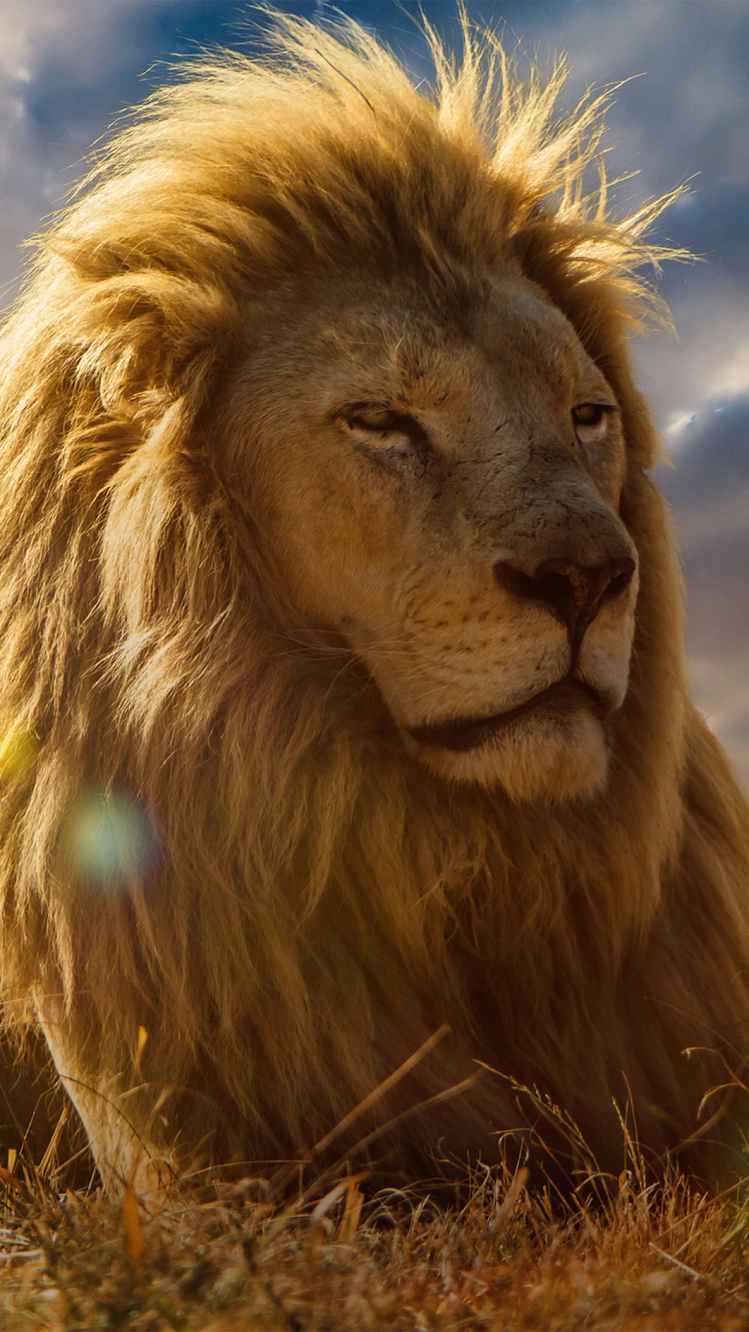 fond d'écran de téléphone lion,lion,cheveux,lion masai,félidés,animal terrestre