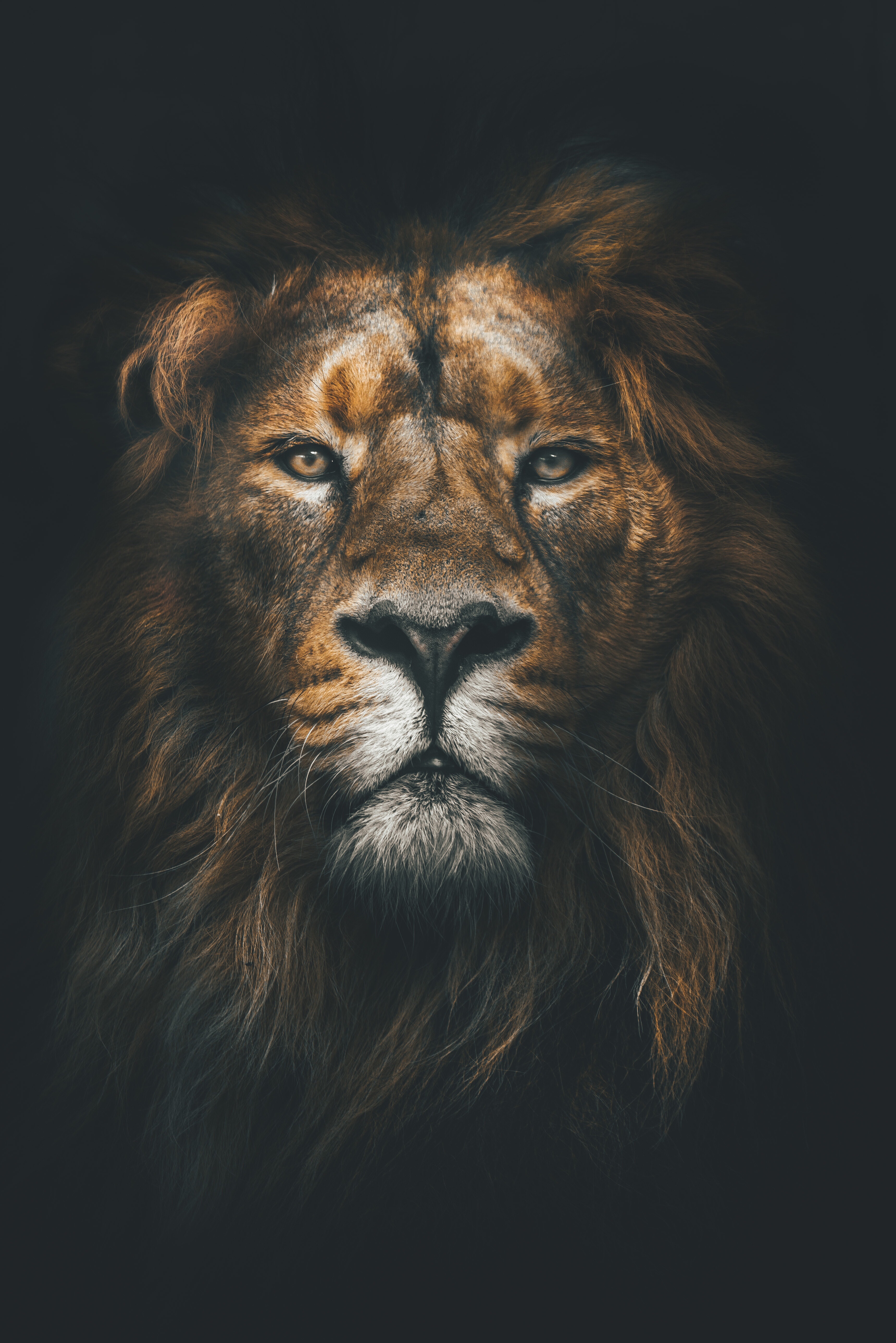 lion phone wallpaper,lion,felidae,wildlife,masai lion,big cats