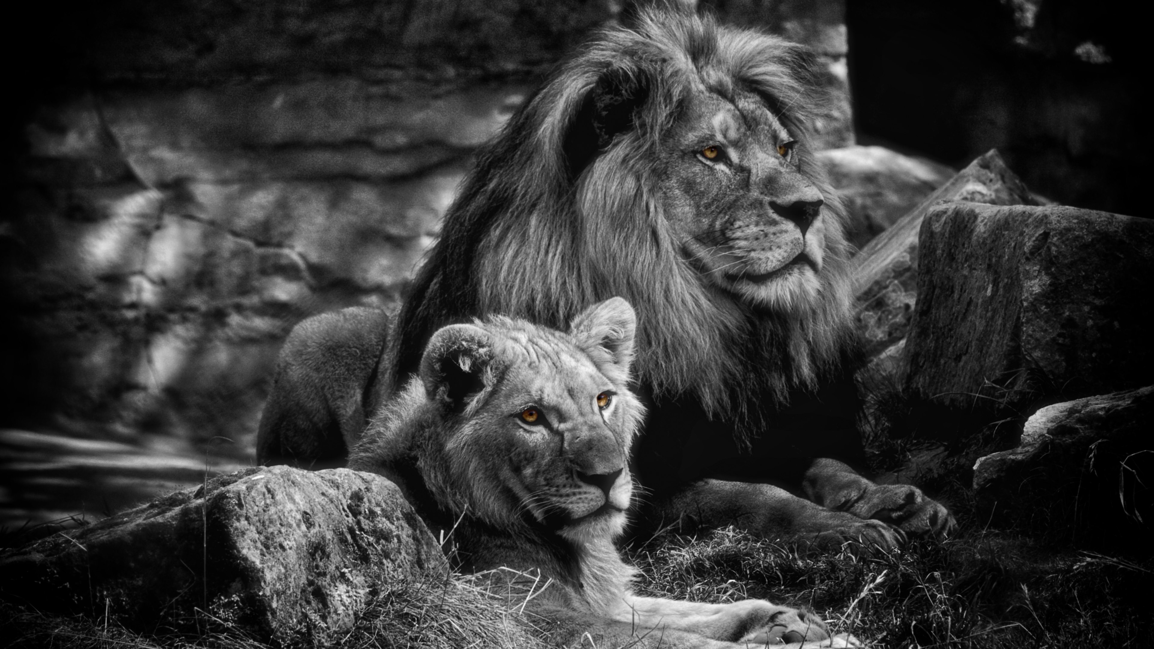 lion wallpaper 4k,lion,wildlife,felidae,black,black and white