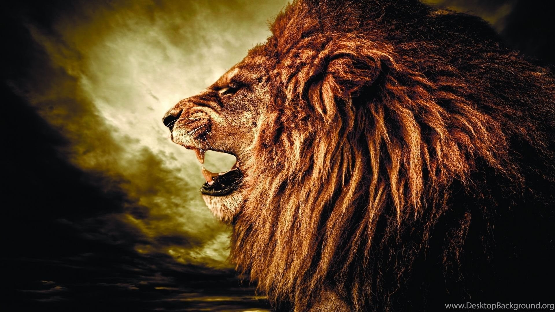 lion wallpaper 4k,lion,wildlife,roar,felidae,masai lion
