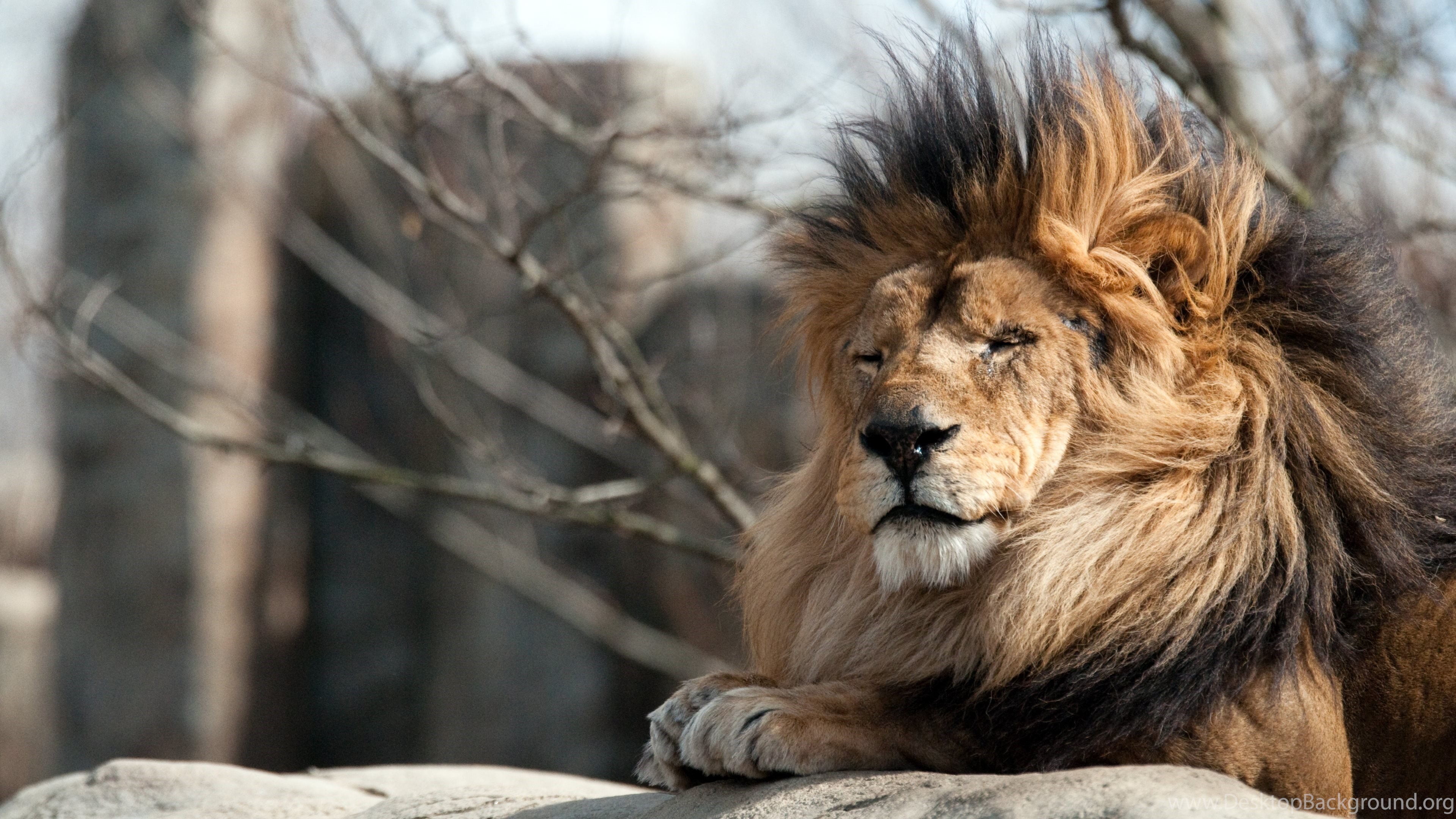 carta da parati leone 4k,leone,leone masai,natura,felidae,grandi gatti