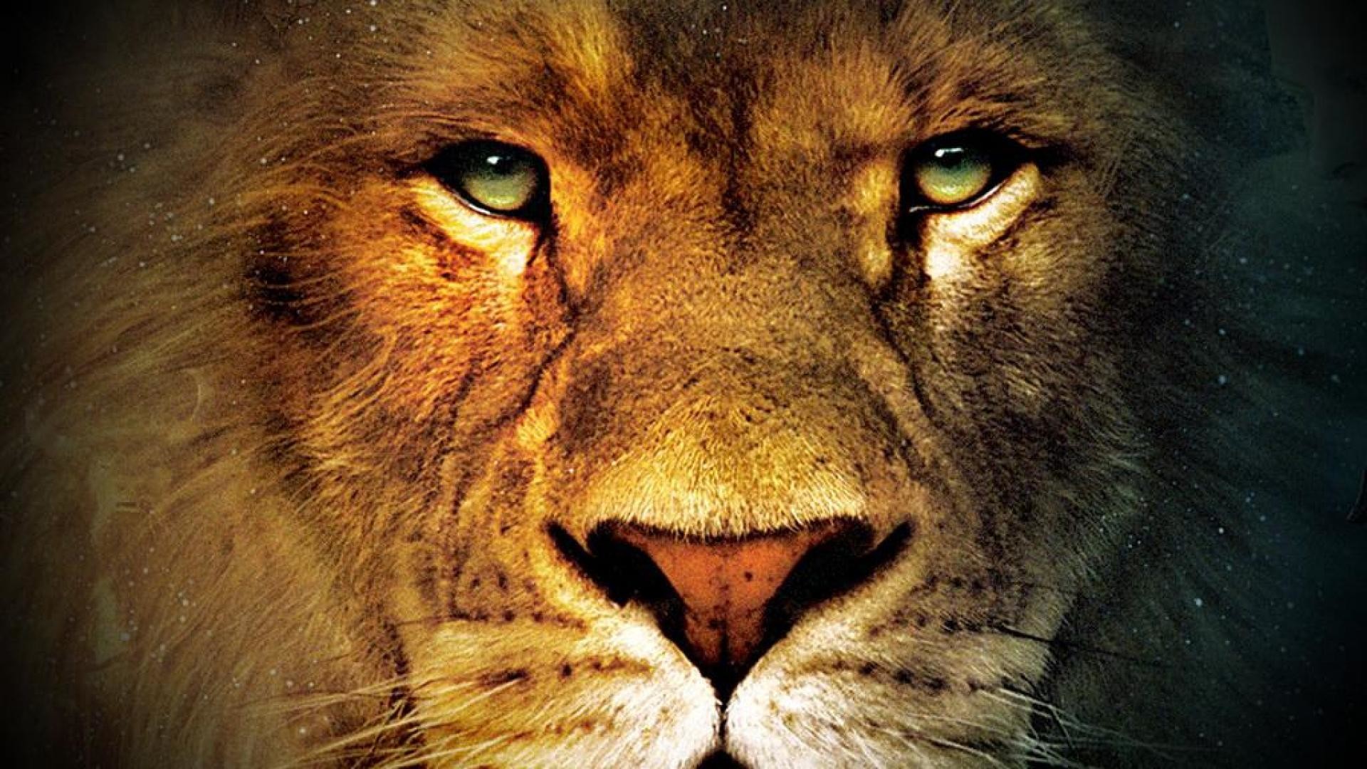 lion face wallpaper,mammal,wildlife,vertebrate,lion,whiskers