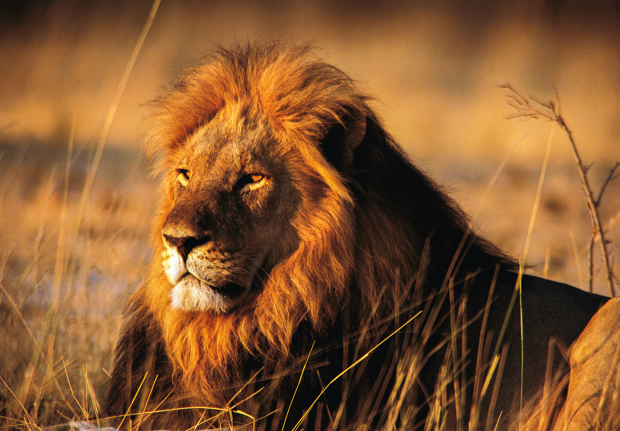 papier peint visage de lion,faune,lion,cheveux,animal terrestre,lion masai