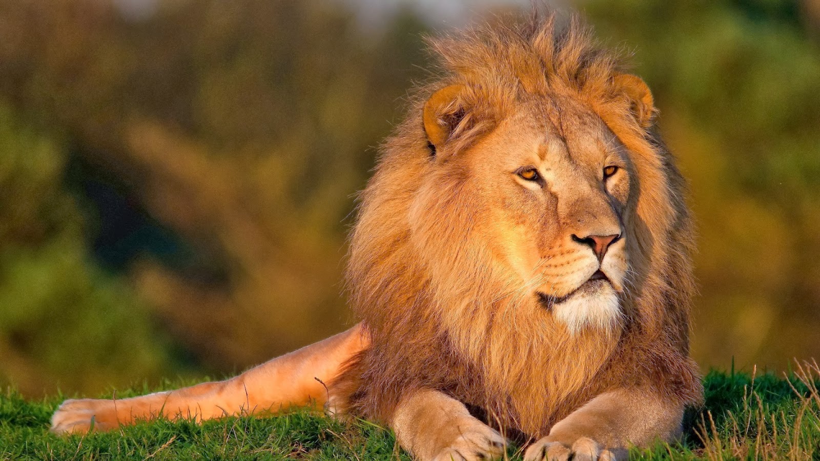 fondo de pantalla de cara de león,león,fauna silvestre,cabello,animal terrestre,masai lion