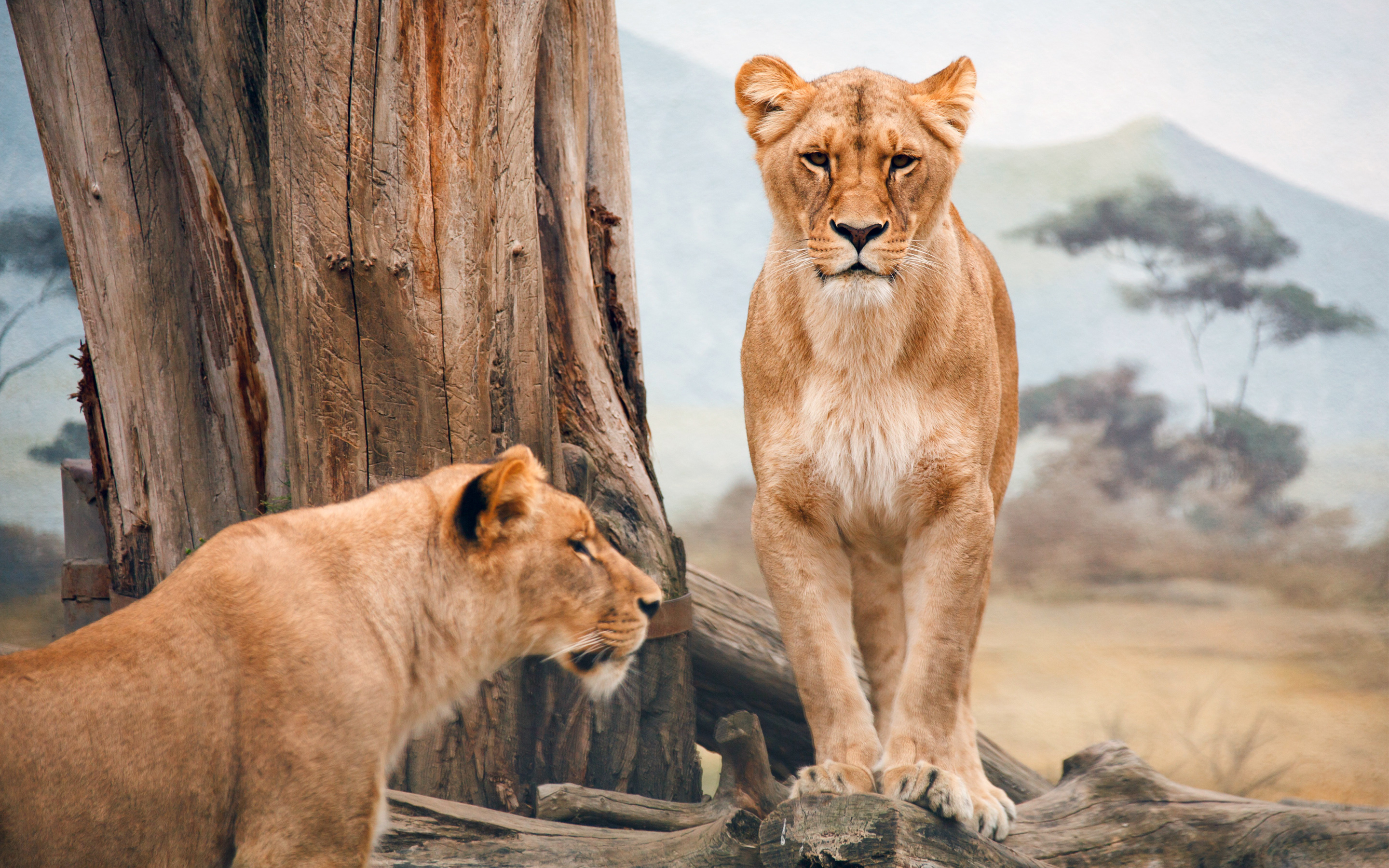 löwin tapete,landtier,tierwelt,löwe,felidae,große katzen