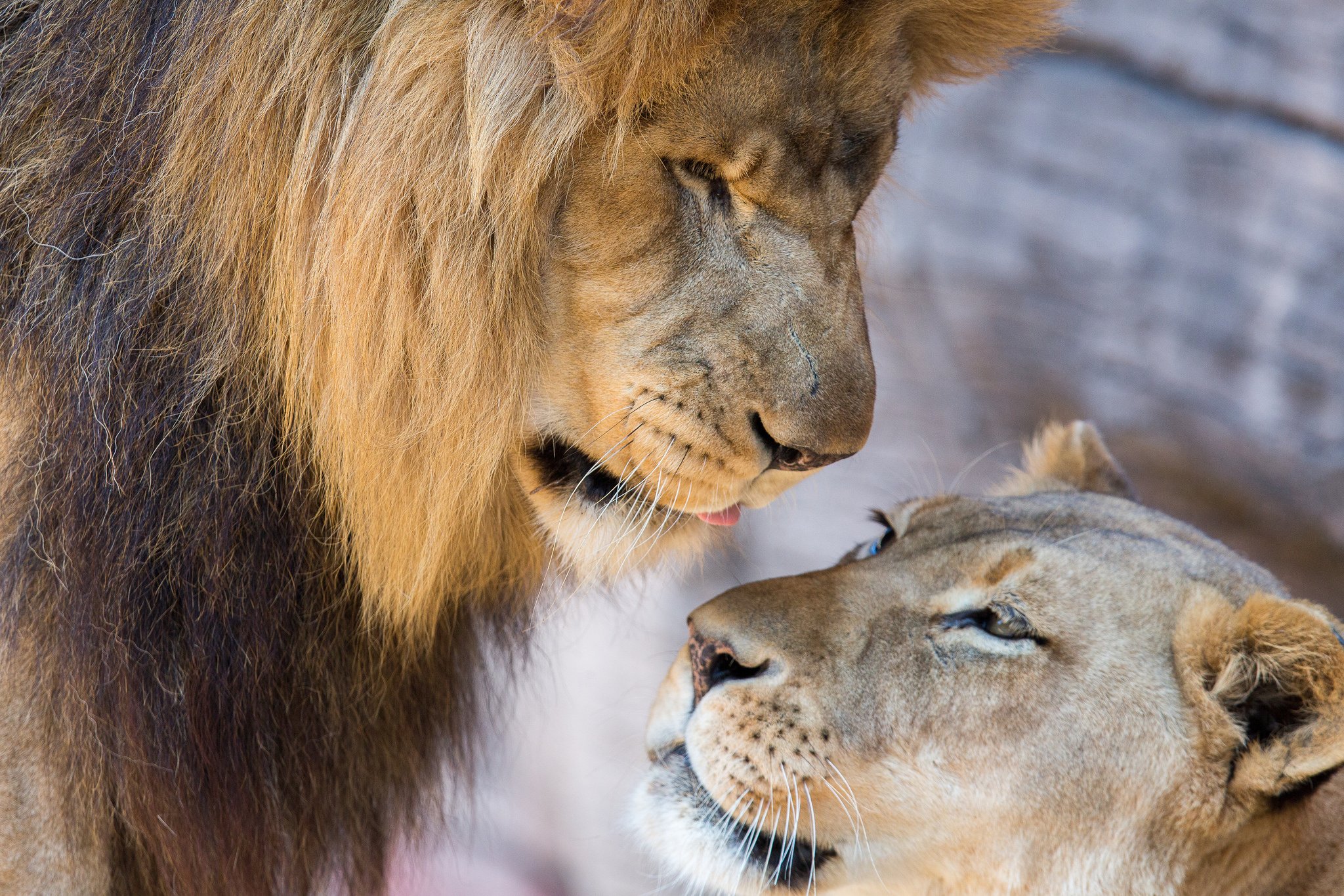 carta da parati leonessa,leone,natura,leone masai,capelli,felidae
