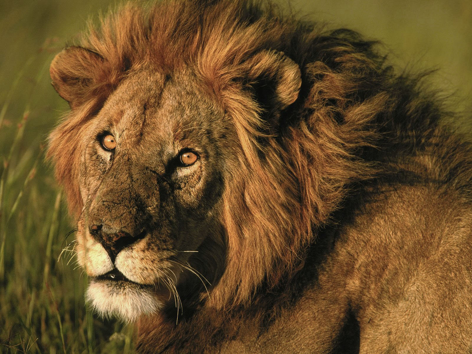 carta da parati singa jantan,natura,animale terrestre,leone,leone masai,capelli