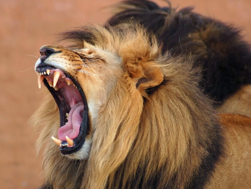 fondos de pantalla singa jantan,león,masai lion,rugido,felidae,fauna silvestre