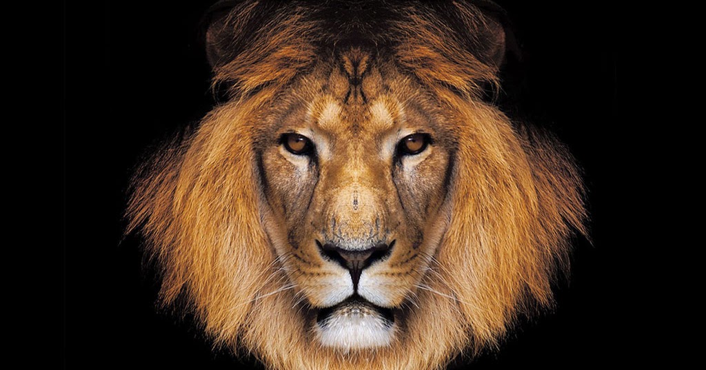 fondos de pantalla singa jantan,león,cabello,fauna silvestre,masai lion,felidae