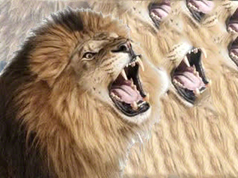 wallpaper singa jantan,roar,lion,mammal,masai lion,facial expression