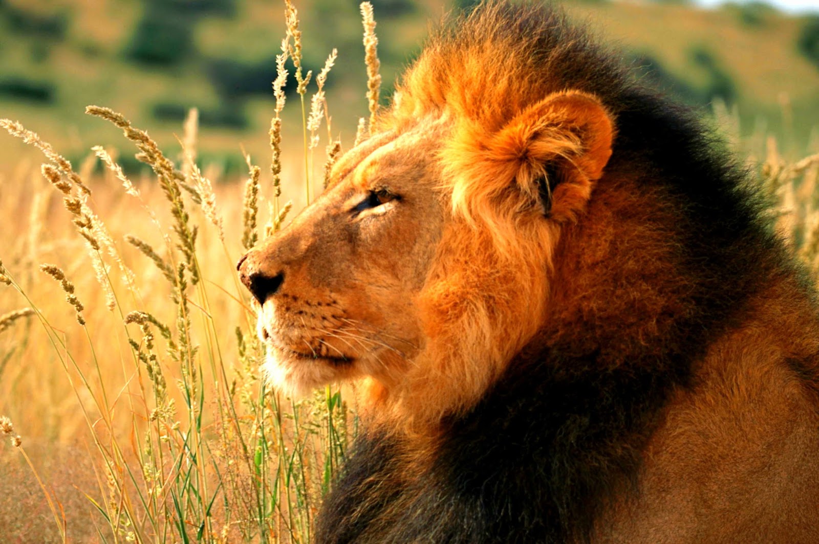 fond d'écran singa jantan,faune,lion,cheveux,animal terrestre,félidés