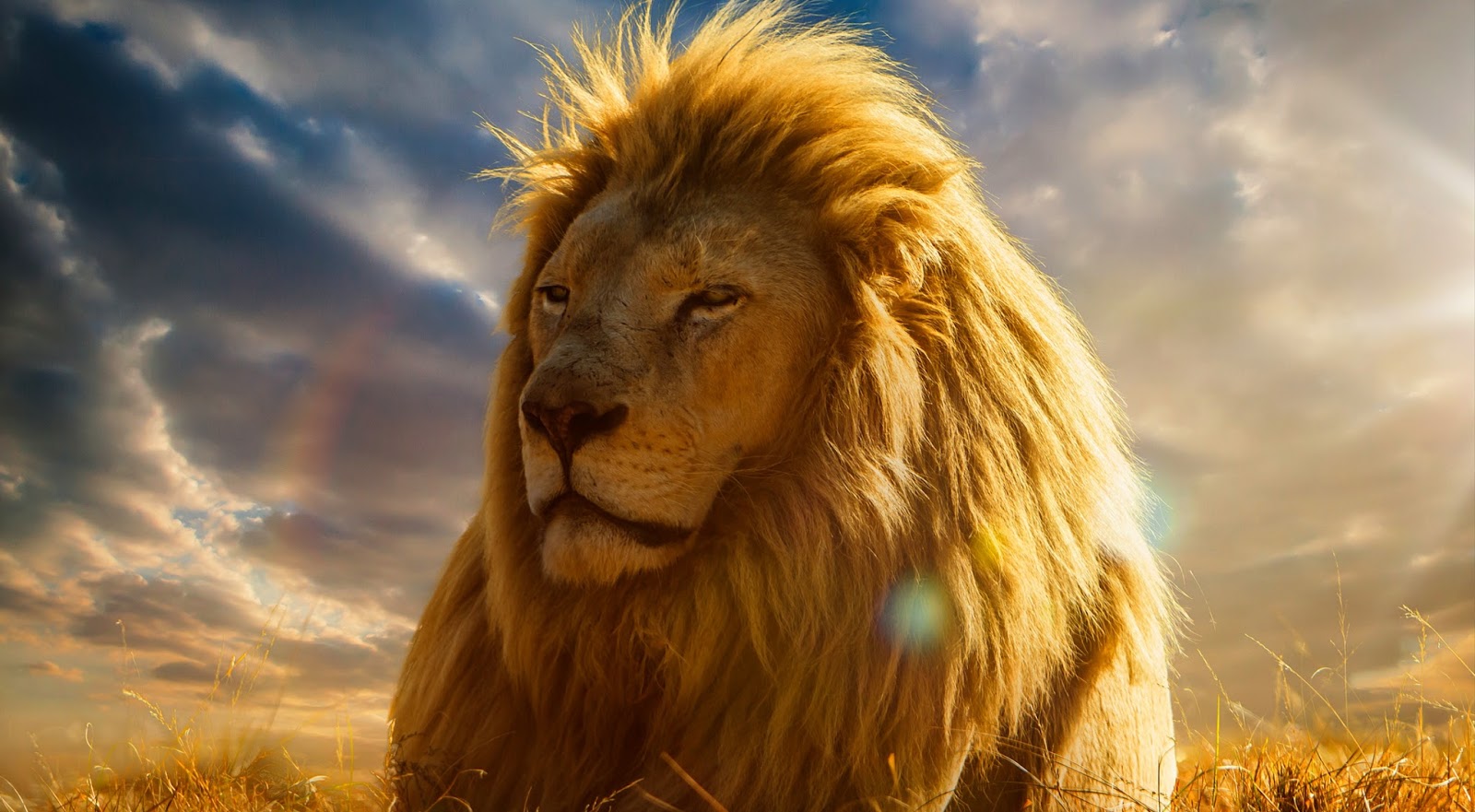 wallpaper singa jantan,lion,hair,masai lion,wildlife,felidae