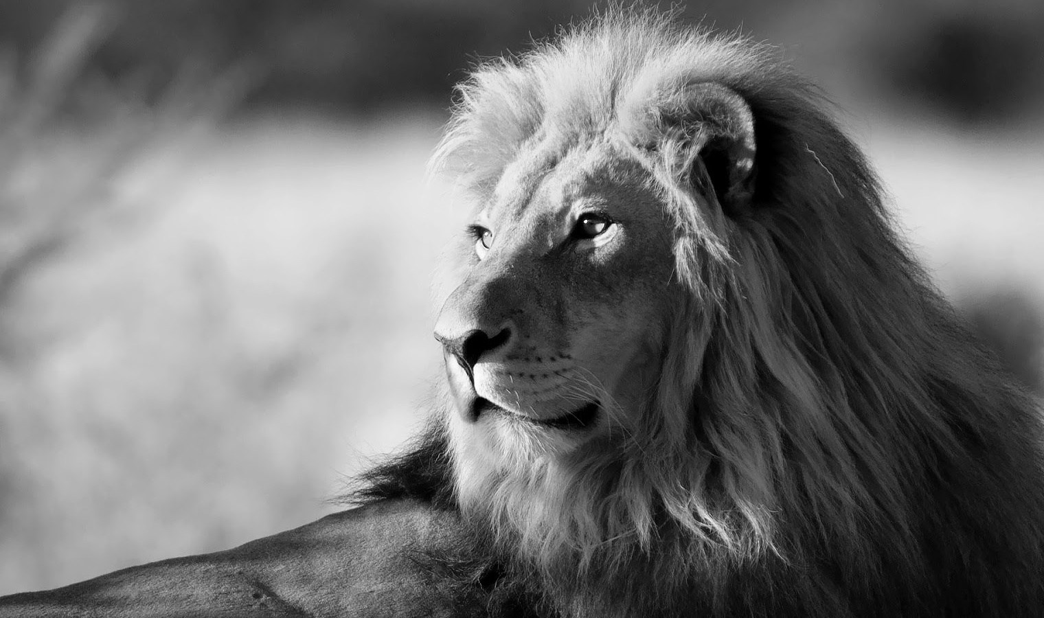 lion en colère fond d'écran hd,lion,cheveux,faune,lion masai,blanc