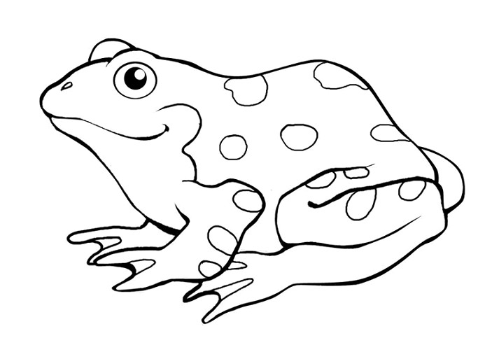 wallpaper singa jantan,frog,toad,white,true frog,amphibian