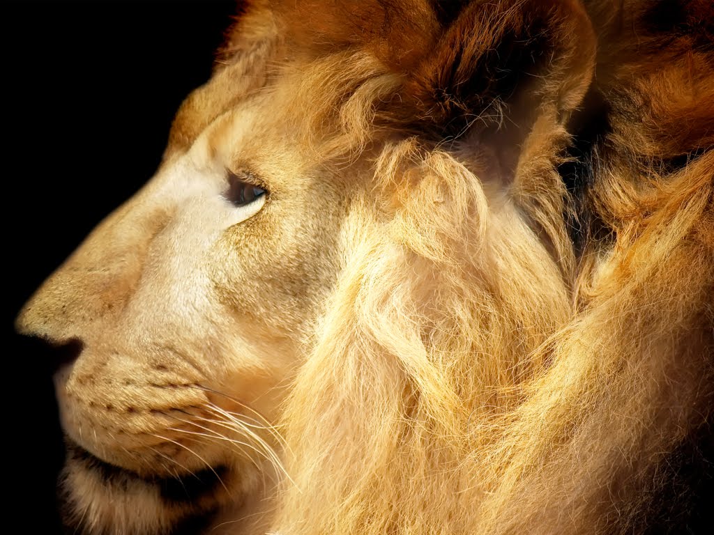 fond d'écran singa jantan,lion,cheveux,félidés,faune,lion masai