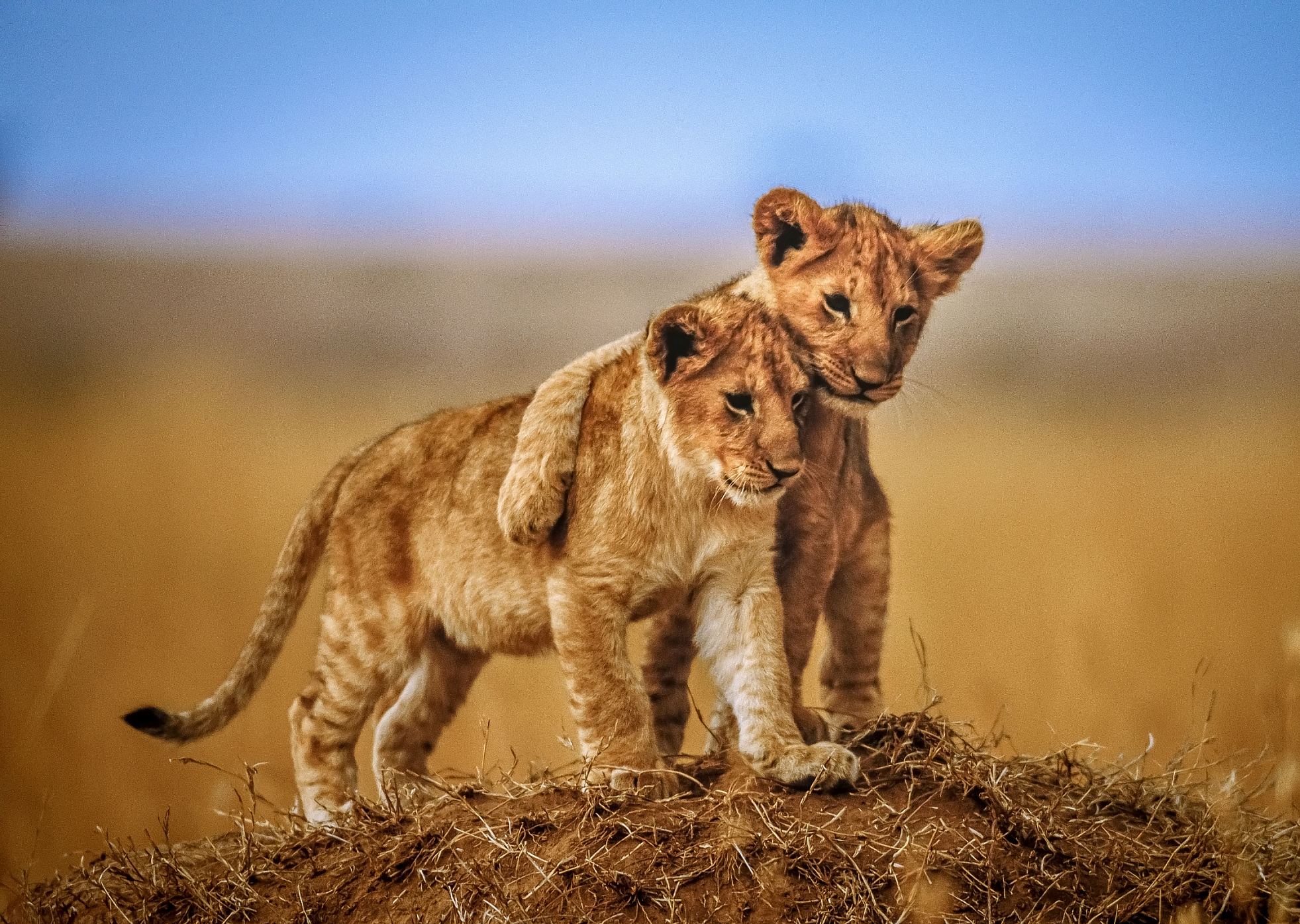 fondos de pantalla singa jantan,fauna silvestre,animal terrestre,felidae,grandes felinos,pradera