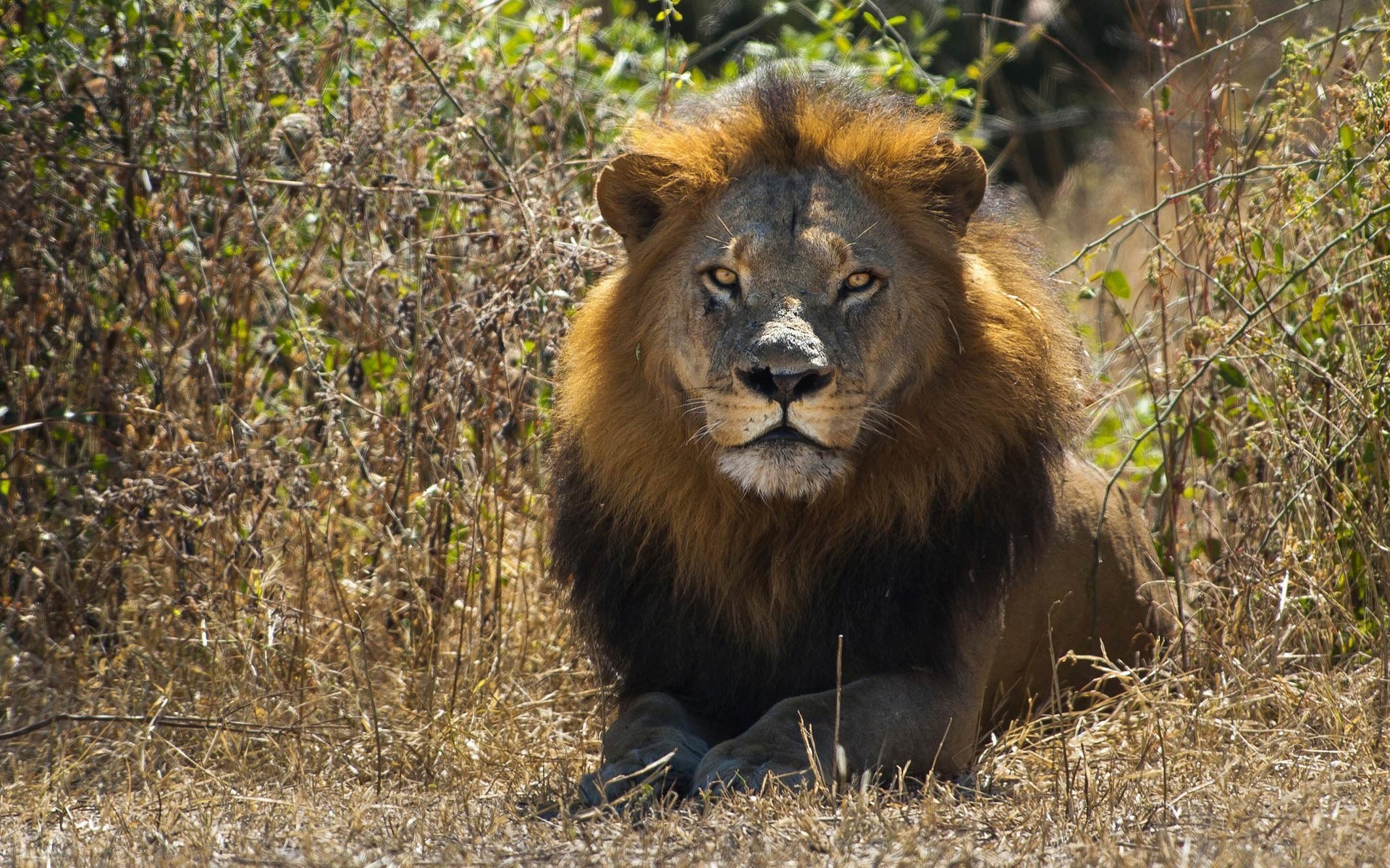 lion en colère fond d'écran hd,lion,faune,animal terrestre,lion masai,félidés