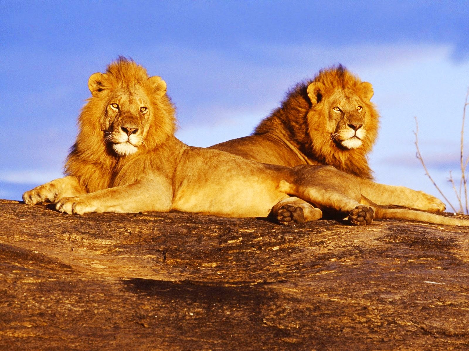 fondos de pantalla singa jantan,león,fauna silvestre,masai lion,felidae,animal terrestre