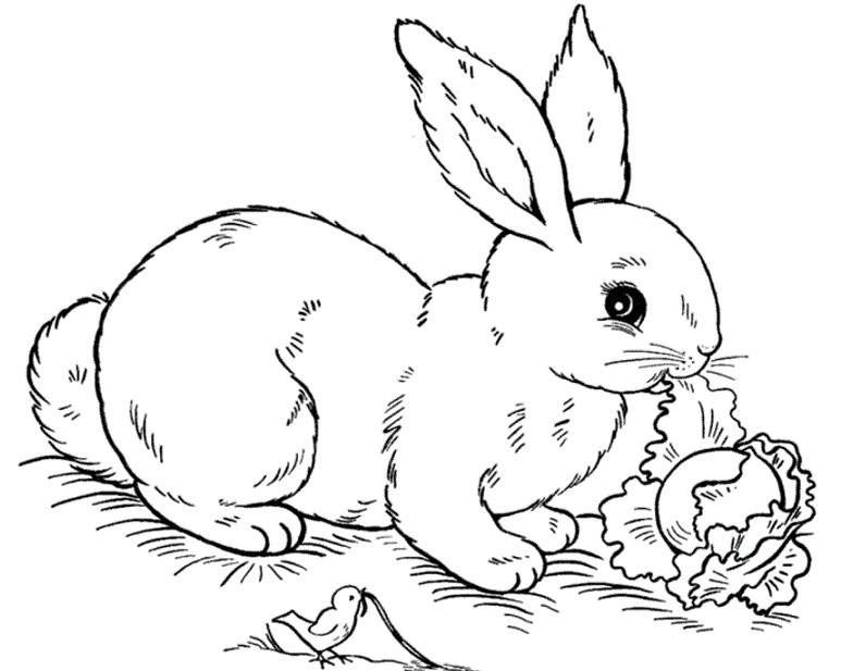 壁紙singa jantan,ウサギ,飼いウサギ,ウサギとウサギ,白い,線画