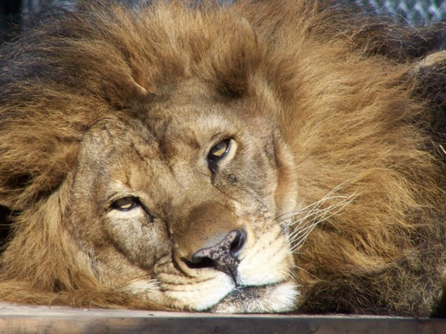 壁紙singa jantan,ライオン,ヘア,野生動物,マサイライオン,ネコ科