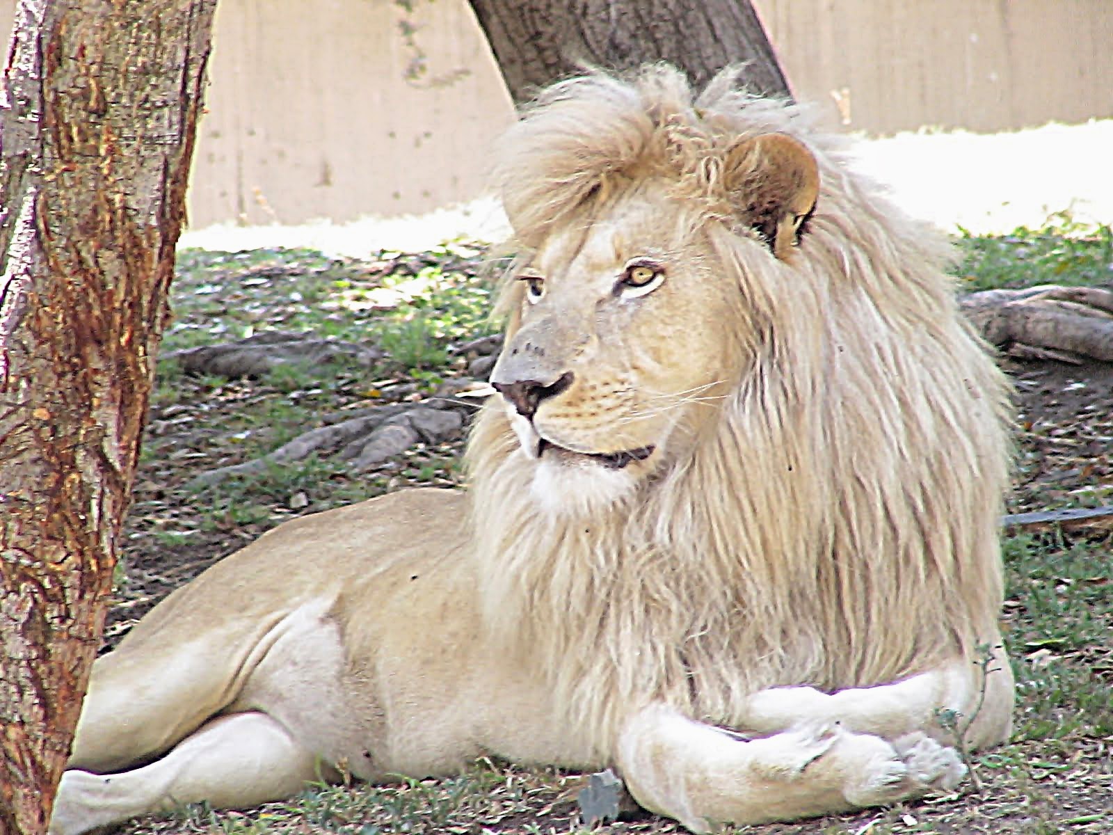 tapete singa jantan,haar,löwe,massai löwe,felidae,tierwelt