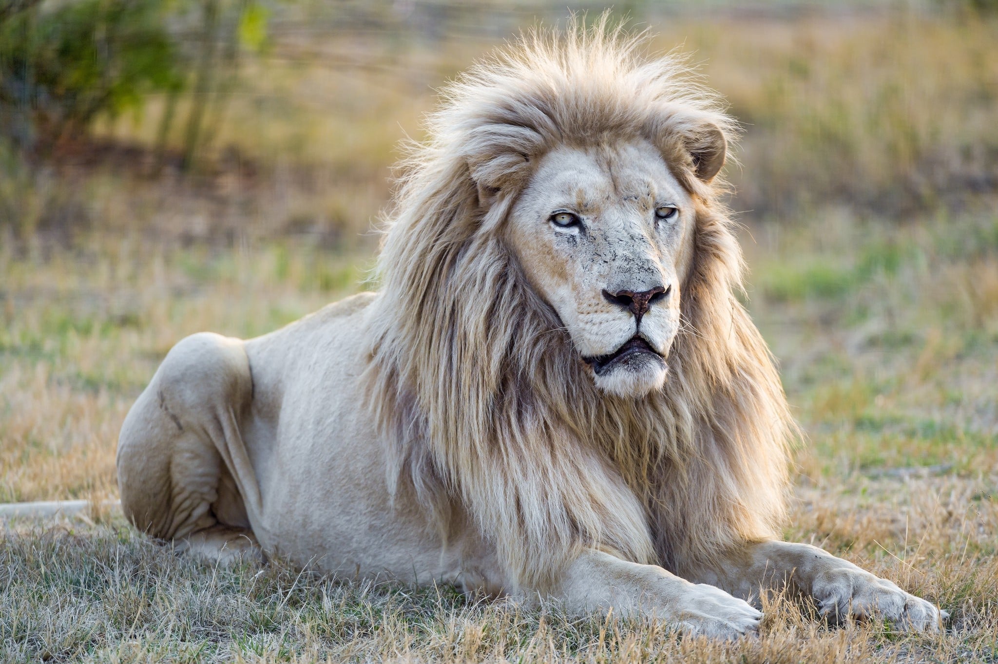 tapete singa jantan,löwe,tierwelt,haar,massai löwe,felidae