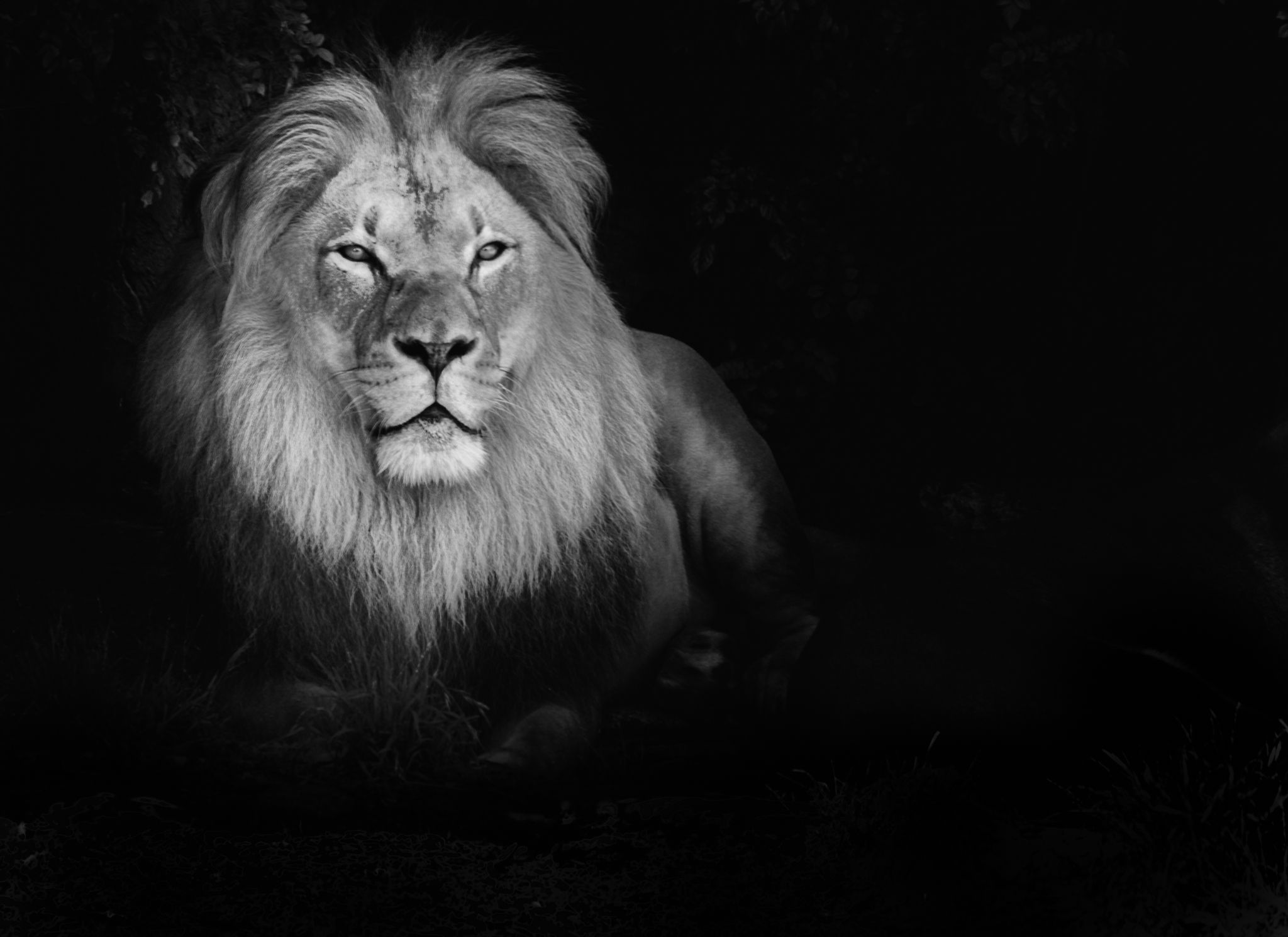 carta da parati leone in bianco e nero,leone,capelli,felidae,nero,natura