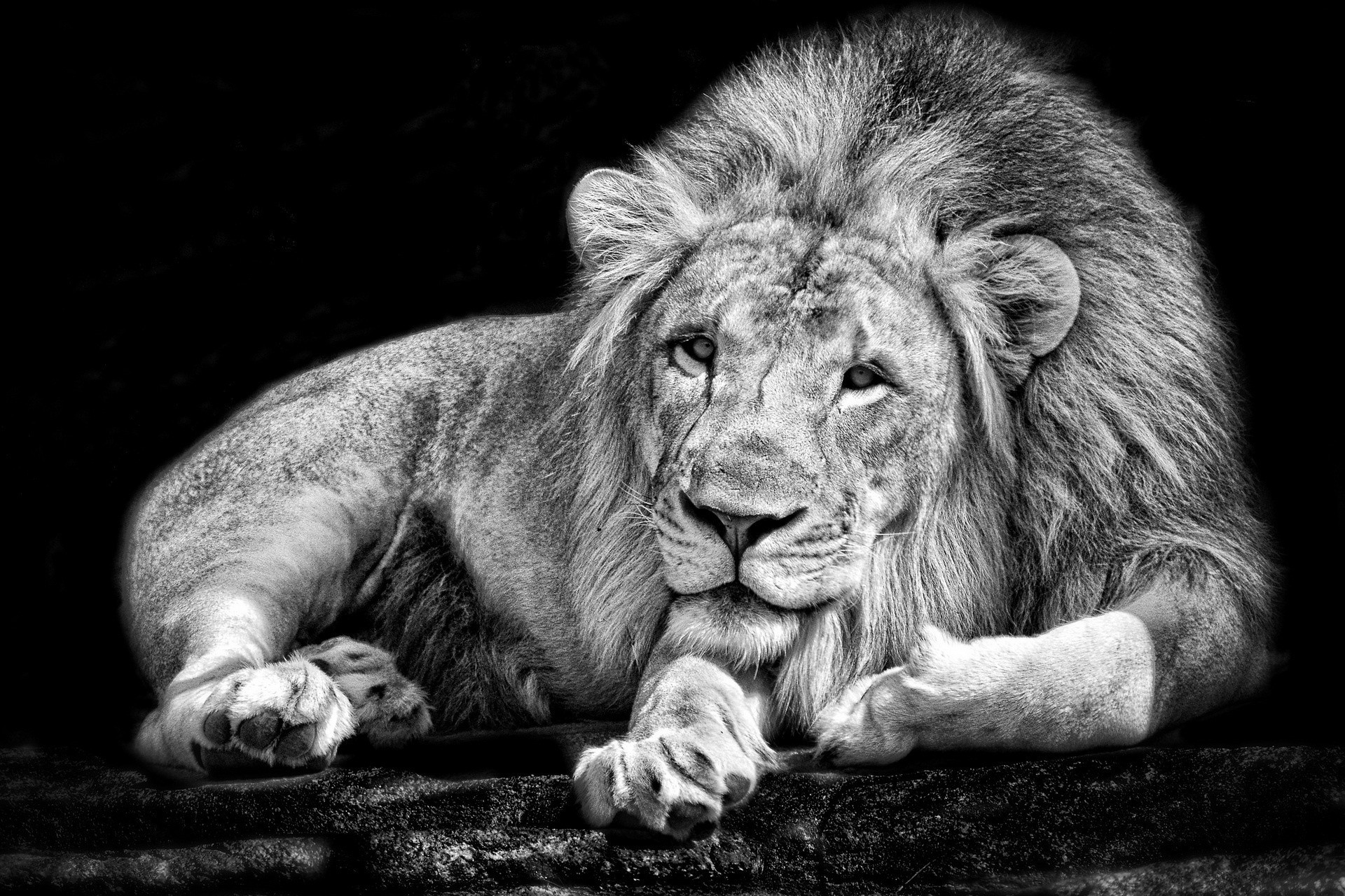 león fondo de pantalla en blanco y negro,león,felidae,blanco,fauna