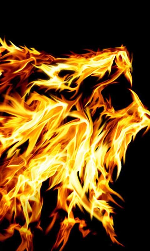 lion wallpaper for android,flame,fire,heat,bonfire,graphics