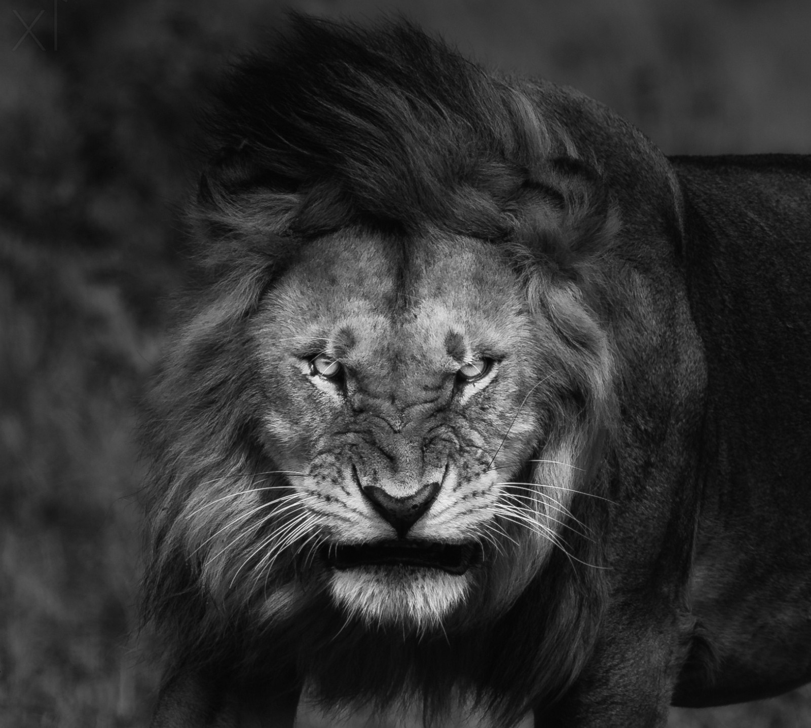 fondo de pantalla de león enojado,león,fauna silvestre,felidae,masai lion,negro