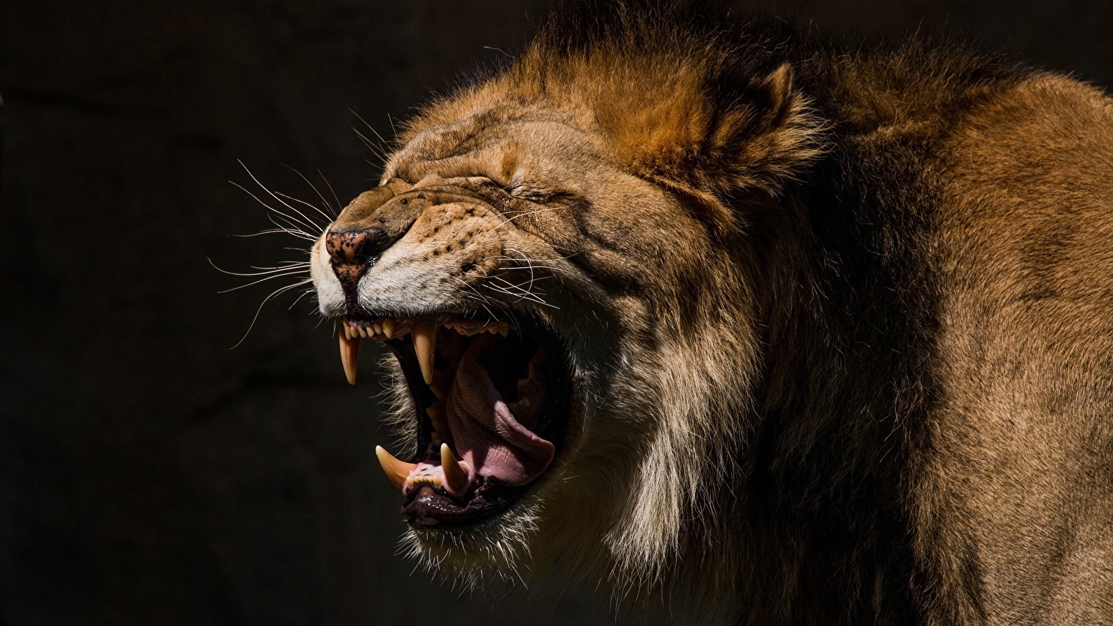怒っているライオンの壁紙,ライオン,野生動物,とどろく,ネコ科,陸生動物