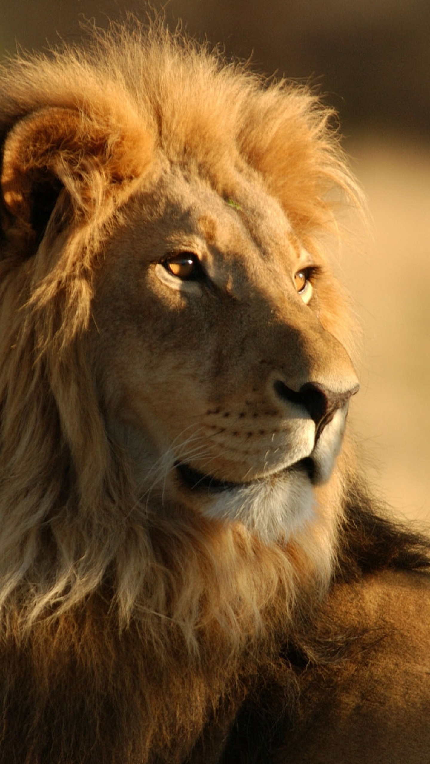 lion photo wallpaper,mammal,lion,vertebrate,wildlife,masai lion