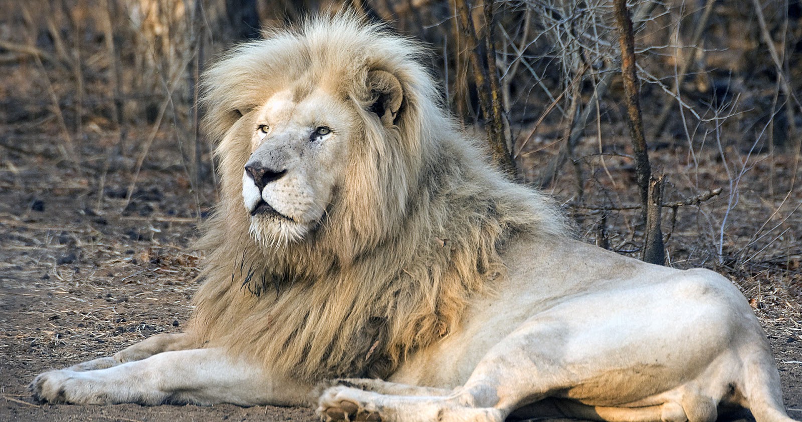 león completo fondo de pantalla hd,león,fauna silvestre,felidae,masai lion,animal terrestre