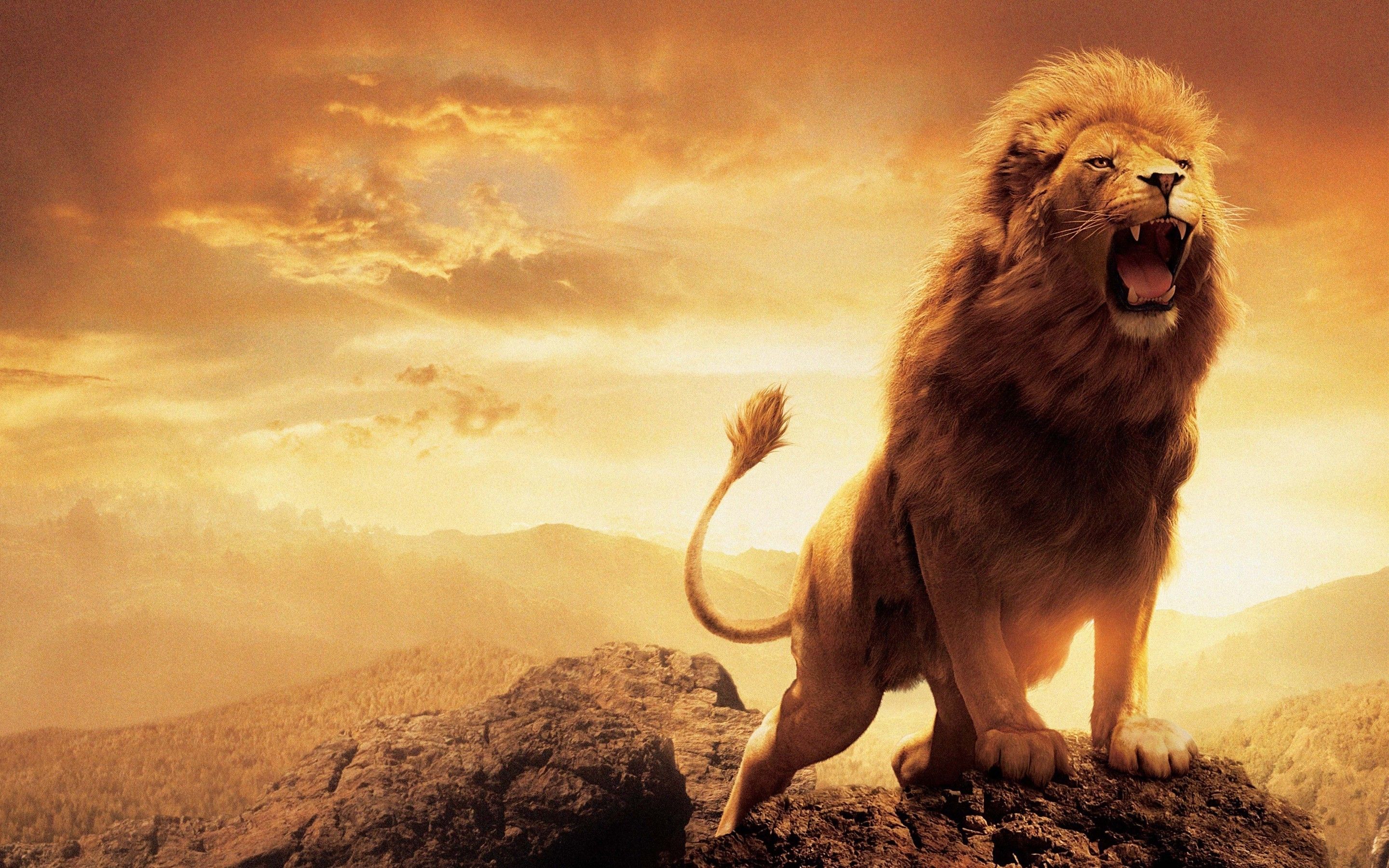 lion full hd wallpaper,vertebrate,mammal,lion,carnivore,masai lion