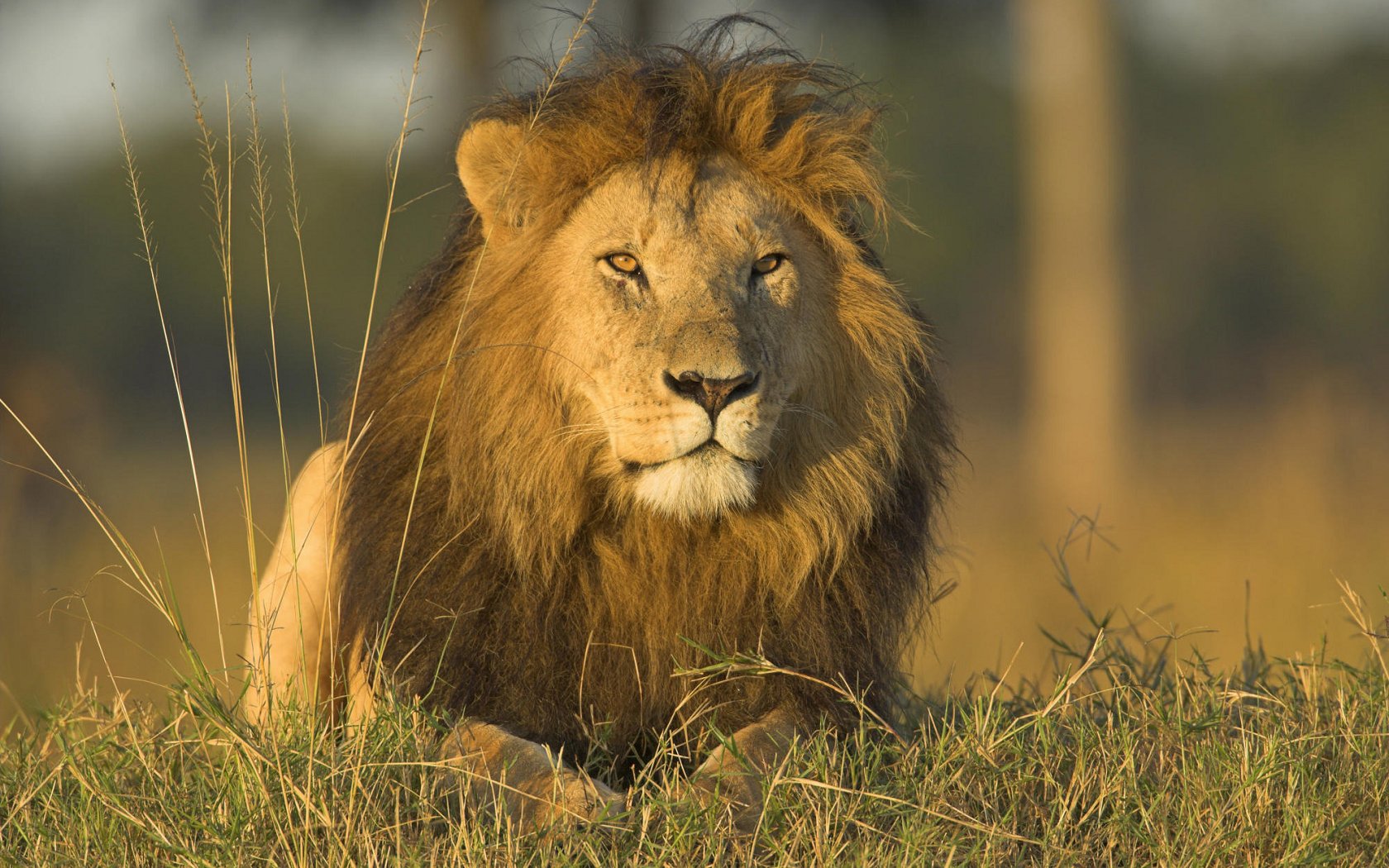 león completo fondo de pantalla hd,fauna silvestre,león,cabello,masai lion,animal terrestre