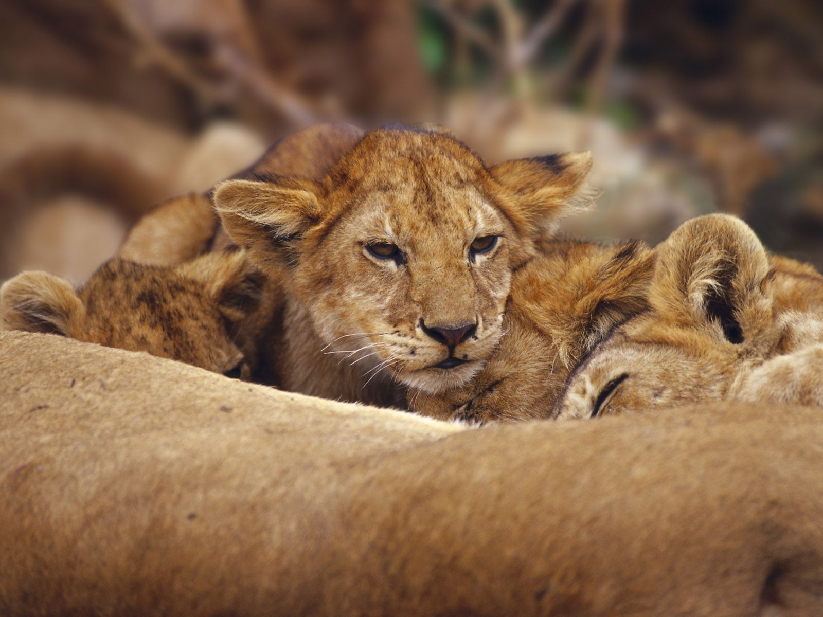 3d löwentapete,tierwelt,landtier,löwe,felidae,große katzen