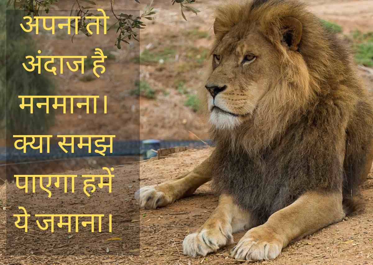 Lion Wallpaper Hd Download For Android Mobile WallpaperUse