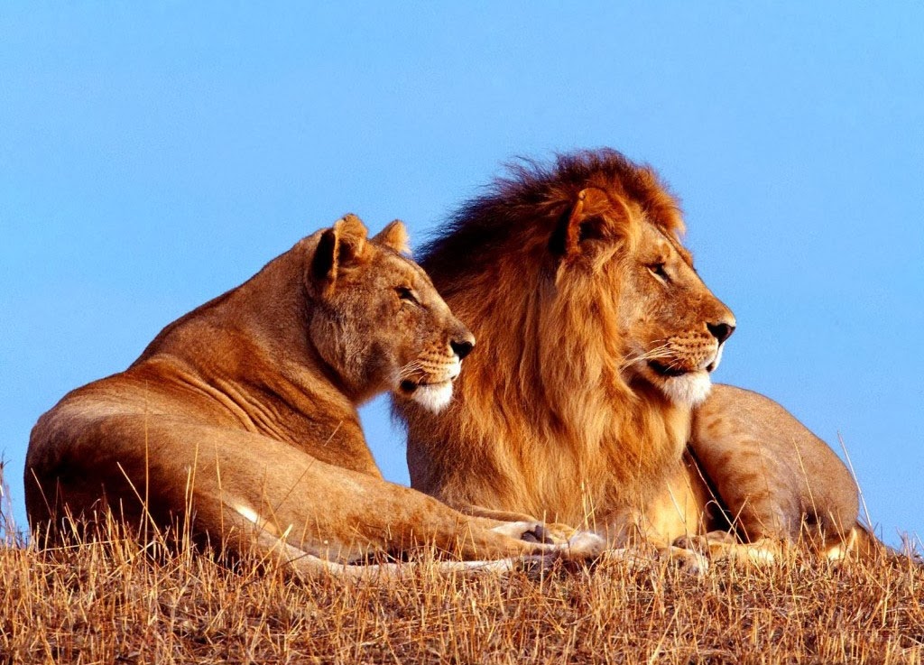 fondos de pantalla singa hd,fauna silvestre,león,animal terrestre,masai lion,felidae