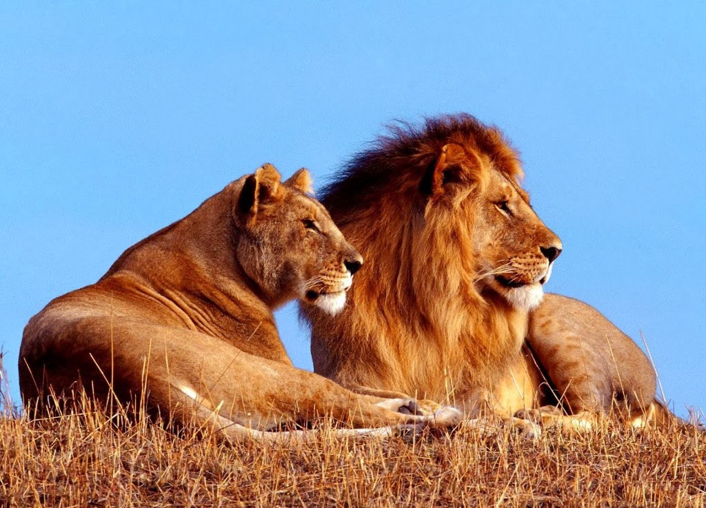 fond d'écran singa hd,faune,lion,animal terrestre,lion masai,félidés