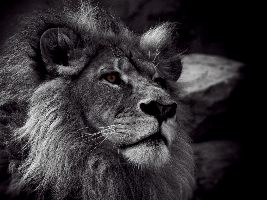 壁紙singa hd,ライオン,野生動物,ネコ科,黒と白,マサイライオン